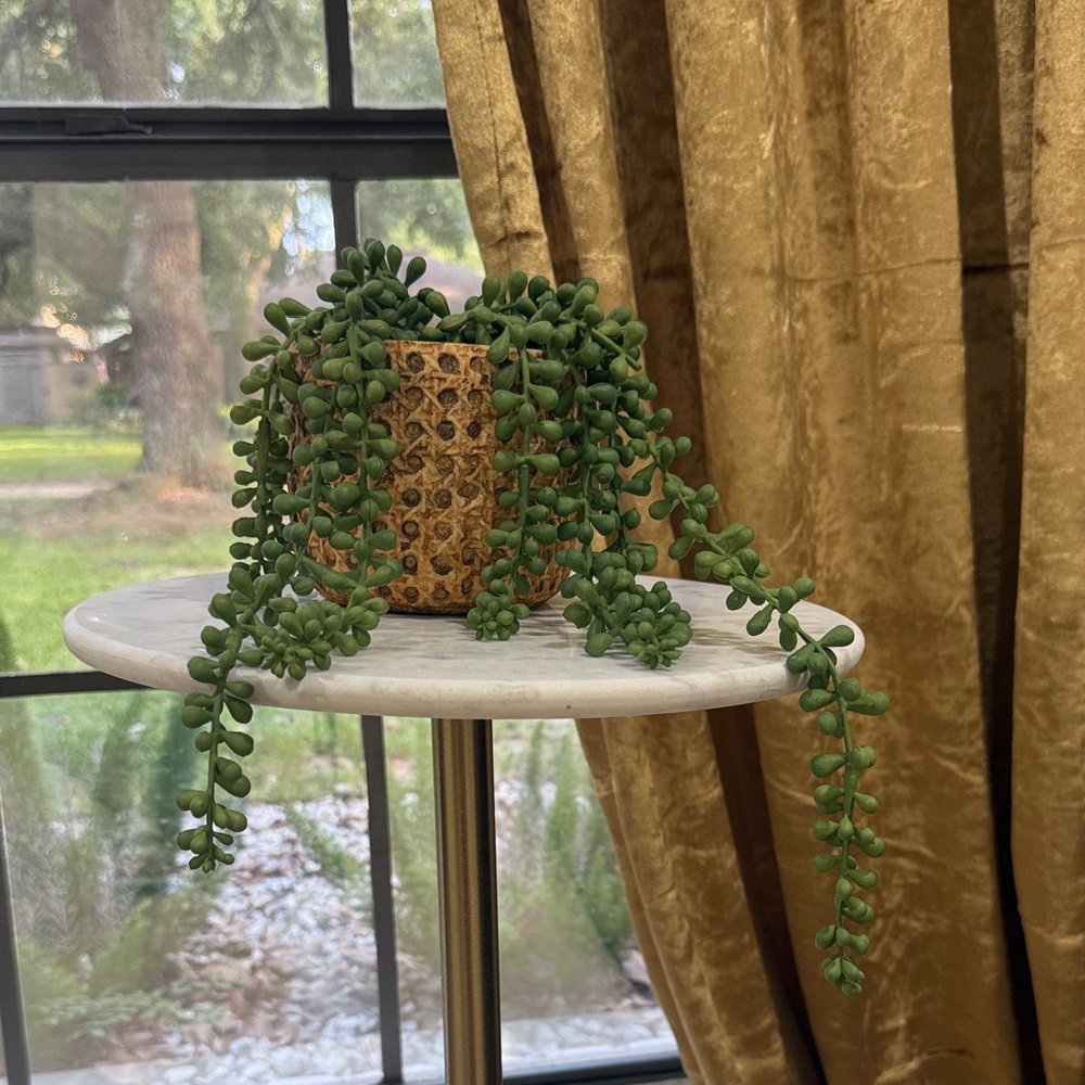 Green Succulent in Brown Woven Planter